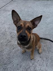 Found/Stray Male Dog last seen E Sam Houston Pkwy N Channelview, TX 77530 United States, Channelview, TX 77530