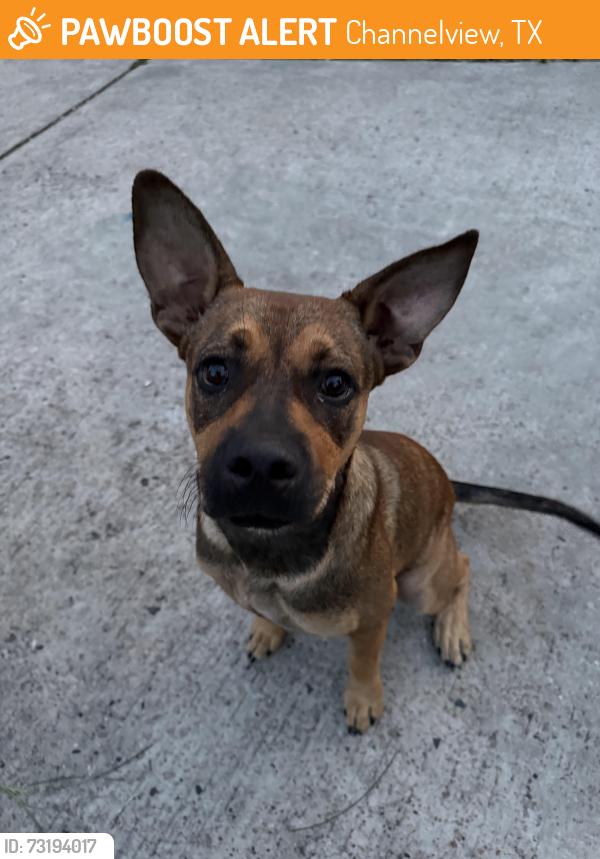 Found/Stray Male Dog last seen E Sam Houston Pkwy N Channelview, TX 77530 United States, Channelview, TX 77530
