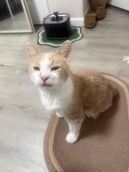 Lost Male Cat last seen Near gerdine ct W, Apple Valley, MN 55124