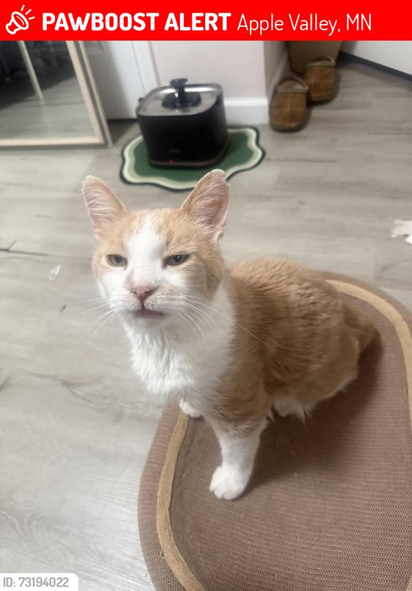 Lost Male Cat last seen Near gerdine ct W, Apple Valley, MN 55124
