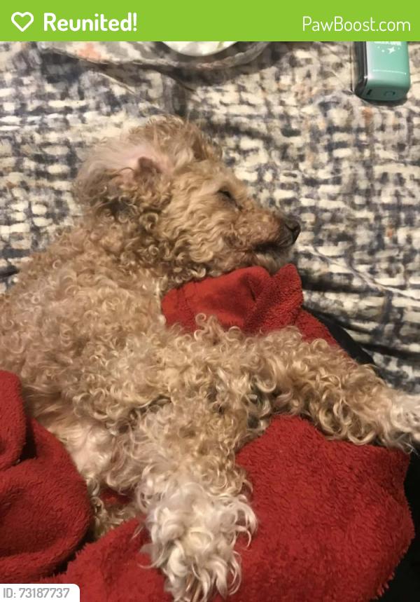 Reunited Female Dog last seen Dodson avenue and rogers, Fort Smith, AR 72901