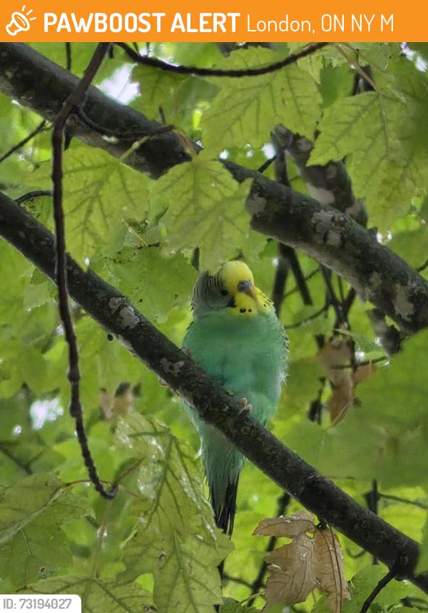 Found/Stray Unknown Bird last seen Highbury and killany, London, ON N5Y 5M7