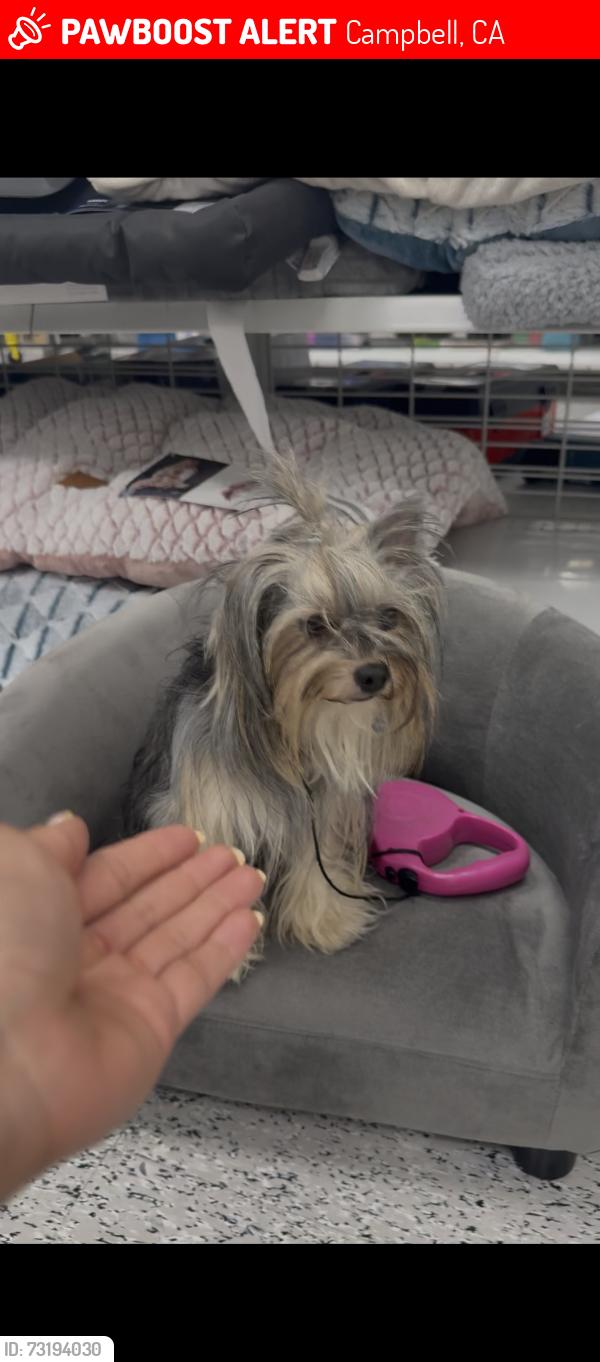 Lost Female Dog last seen Sharmon Palms lane, Campbell, CA 95008