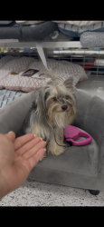 Lost Female Dog last seen Sharmon Palms lane, Campbell, CA 95008