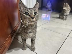 Lost Female Cat last seen Lasselle St, by the lasselle apmts, Moreno Valley, CA 92551