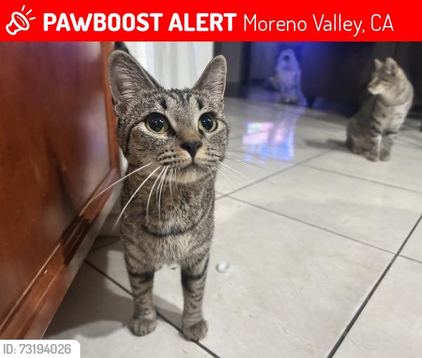 Lost Female Cat last seen Lasselle St, by the lasselle apmts, Moreno Valley, CA 92551