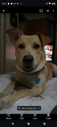 Reunited Male Dog last seen Valkaria, Malabar, FL 32950