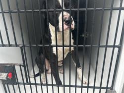 Shelter Stray Male Dog last seen Near Perry blvd, Atlanta, GA, 1251 Fulton Industrial Blvd NW, Atlanta, GA 30336, USA