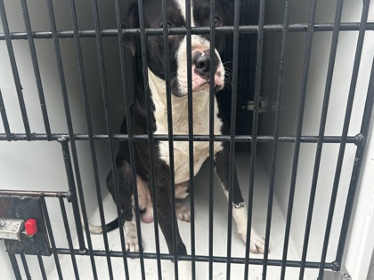 Shelter Stray Male Dog last seen Near Perry blvd, Atlanta, GA, 1251 Fulton Industrial Blvd NW, Atlanta, GA 30336, USA