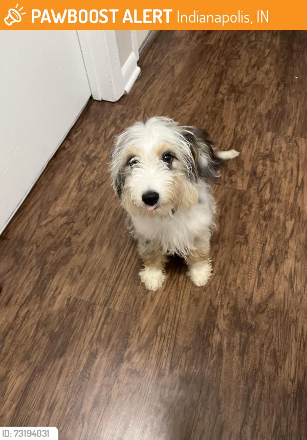Found/Stray Unknown Dog last seen Guion rd and 65, Indianapolis, IN 46222