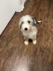Found/Stray Unknown Dog last seen Guion rd and 65, Indianapolis, IN 46222