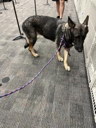 Found/Stray Female Dog last seen Near, Houston, TX 77095