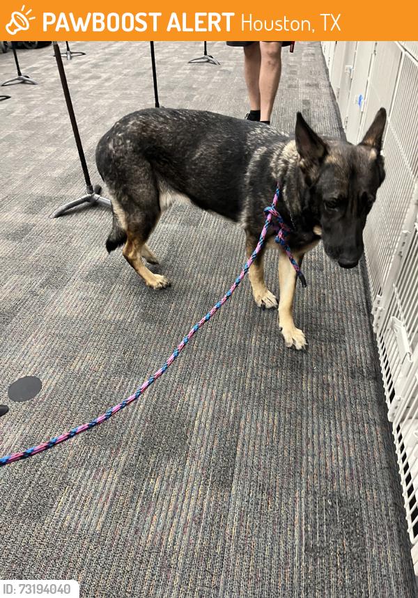 Found/Stray Female Dog last seen Near, Houston, TX 77095