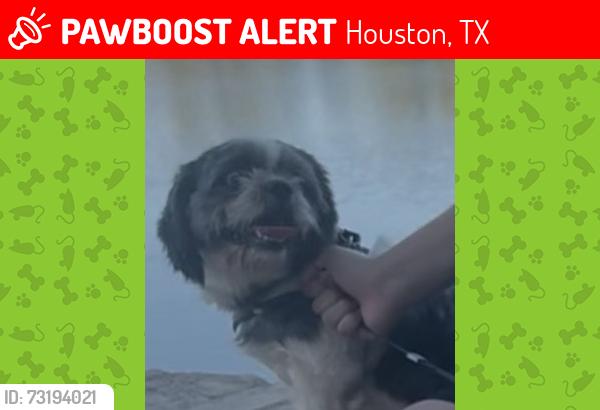 Lost Female Dog last seen West mountain Houston, Houston, TX 77088