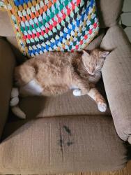 Lost Male Cat last seen Washington St Rural Hall NC Rural Hall Elementary, Rural Hall, NC 27045