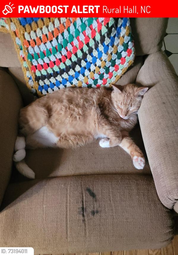 Lost Male Cat last seen Washington St Rural Hall NC Rural Hall Elementary, Rural Hall, NC 27045