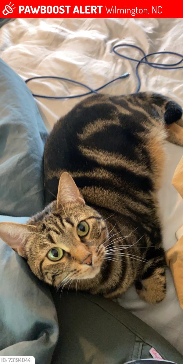 Lost Female Cat last seen Scott’s Hill Loop, Wilmington, NC 28411