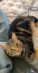 Lost Female Cat last seen Scott’s Hill Loop, Wilmington, NC 28411