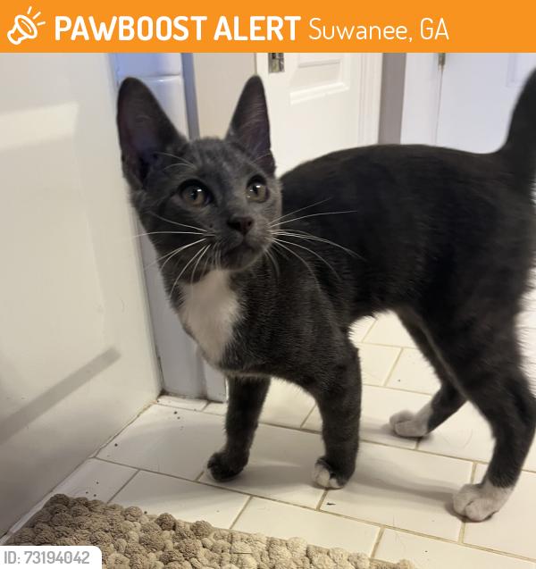 Found/Stray Male Cat last seen In the parking lot of Sims Lake Park, Suwanee, GA 30518