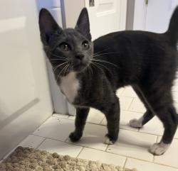 Found/Stray Male Cat last seen In the parking lot of Sims Lake Park, Suwanee, GA 30518