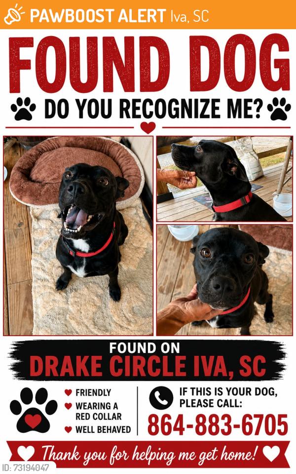 Found/Stray Male Dog last seen Drake circle Iva sc, Iva, SC 29655