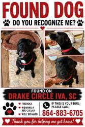 Found/Stray Male Dog last seen Drake circle Iva sc, Iva, SC 29655