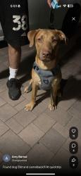 Found/Stray Male Dog last seen Found at gas station “quiktrip”, Phoenix, AZ 85031