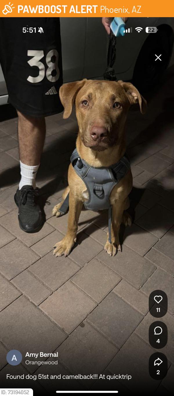 Found/Stray Male Dog last seen Found at gas station “quiktrip”, Phoenix, AZ 85031