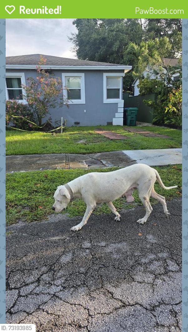 Reunited Female Dog last seen NE 110th st and 4th Ave., Miami-Dade County, FL 33161