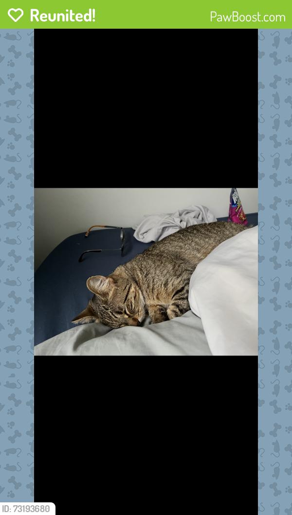 Reunited Female Cat last seen Azalia/Arlington/Winsdor, Terre Haute, IN 47802