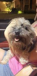 Found/Stray Female Dog last seen Near meadow heights dr, Houston, TX 77095