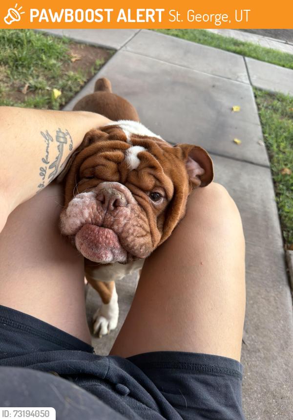 Found/Stray Male Dog last seen Behind Harmons, St. George, UT 84790