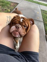 Found/Stray Male Dog last seen Behind Harmons, St. George, UT 84790