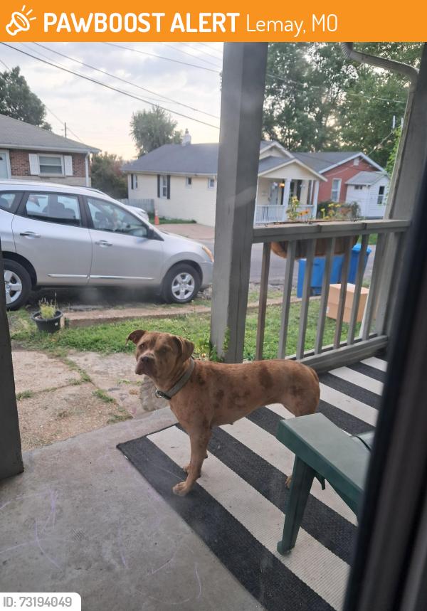 Found/Stray Female Dog last seen Perrin and East Holden Ave, Lemay, MO 63125