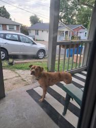 Found/Stray Female Dog last seen Perrin and East Holden Ave, Lemay, MO 63125