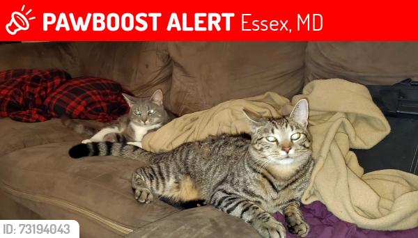 Lost Male Cat last seen Foxchase lane, Essex, MD 21221