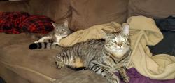 Lost Male Cat last seen Foxchase lane, Essex, MD 21221