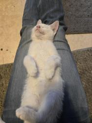 Reunited Unknown Cat last seen Cleveland, OH 44102, Cleveland, OH 44102