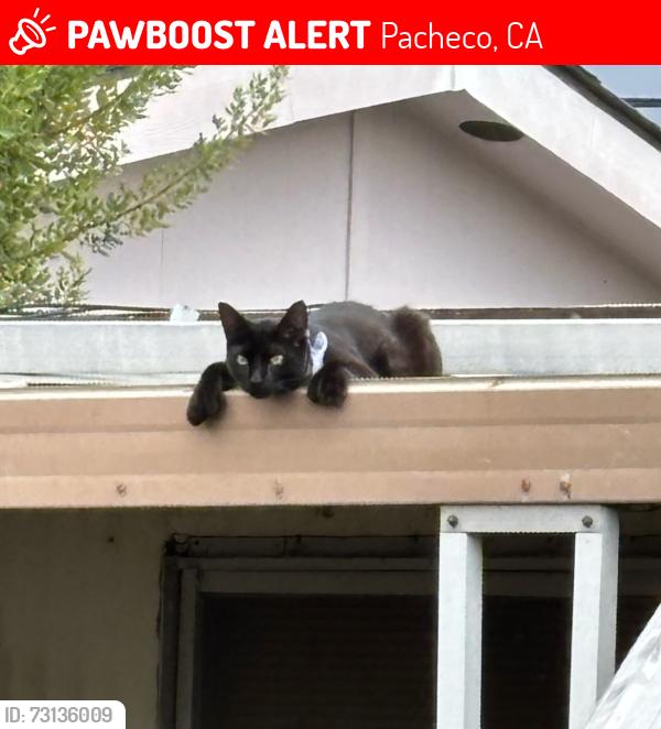 Lost Male Cat last seen Concord Cascade Main Entrance, Pacheco, CA 94553