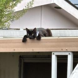 Lost Male Cat last seen Concord Cascade Main Entrance, Pacheco, CA 94553