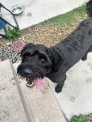 Found/Stray Male Dog last seen Uintah and N 28th street, Colorado Springs, CO 80904