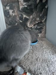 Reunited Male Cat last seen Garfield Ave, Carmichael, CA 95608