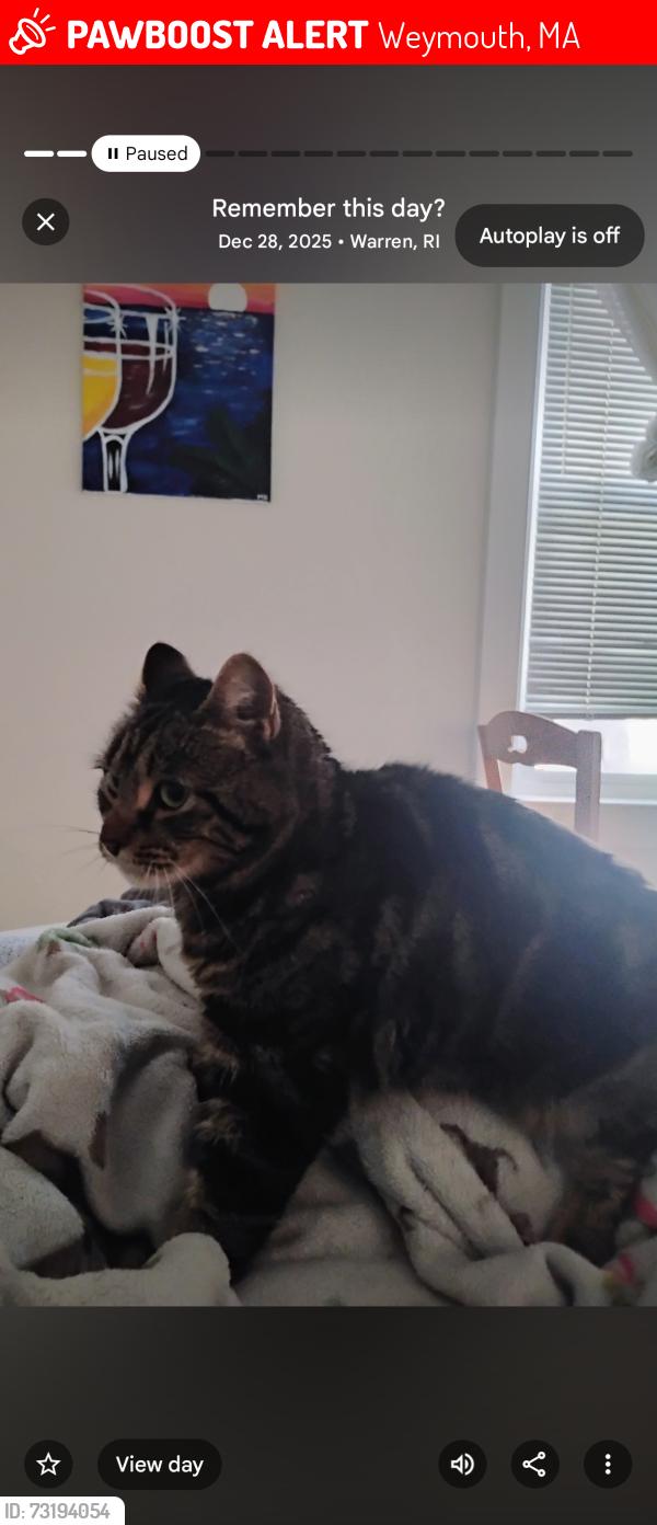 Lost Female Cat last seen Morningside Path, Weymouth, MA 02189
