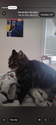 Lost Female Cat last seen Morningside Path, Weymouth, MA 02189