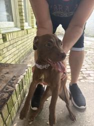 Found/Stray Female Dog last seen 9th and Creighton, Pensacola, FL 32514