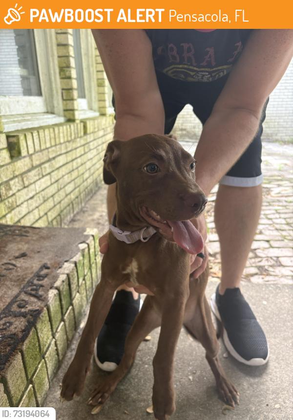 Found/Stray Female Dog last seen 9th and Creighton, Pensacola, FL 32514