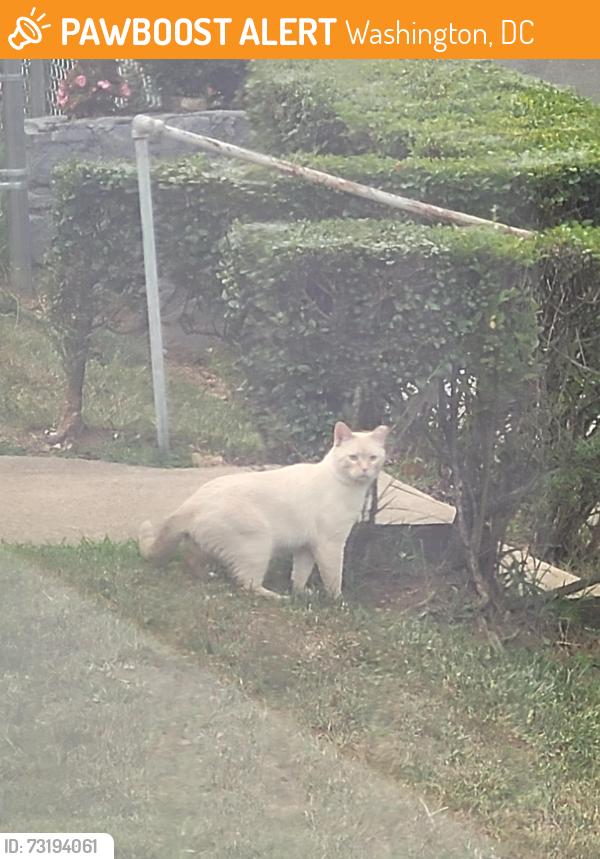 Found/Stray Unknown Cat last seen Between East Capitol and Central Ave Southeast, Washington, DC 20019