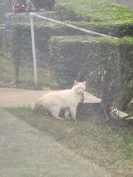 Found/Stray Unknown Cat last seen Between East Capitol and Central Ave Southeast, Washington, DC 20019