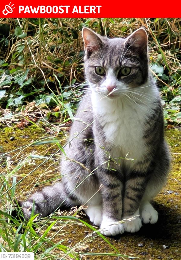 Lost Male Cat last seen Tideswell Road Sheffield, South Yorkshire, England S5 6HE