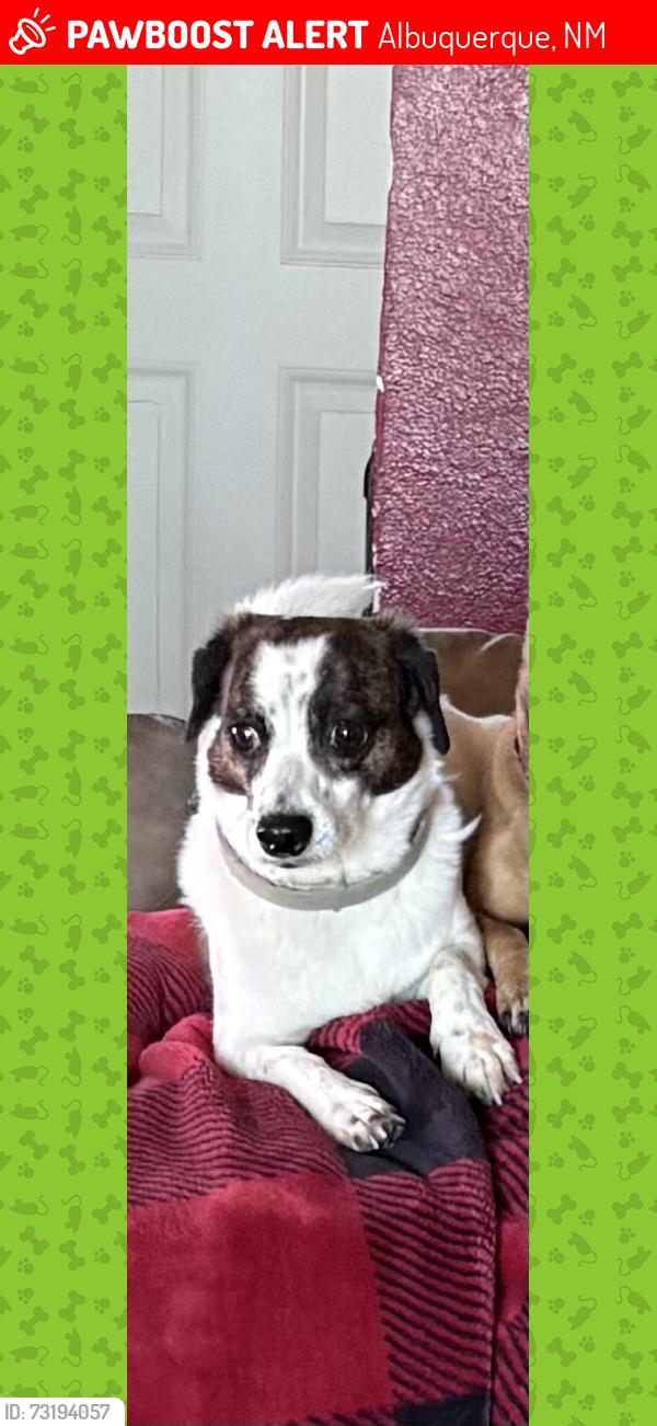 Lost Male Dog last seen Paseo Del Norte an Irving, Albuquerque, NM 87114